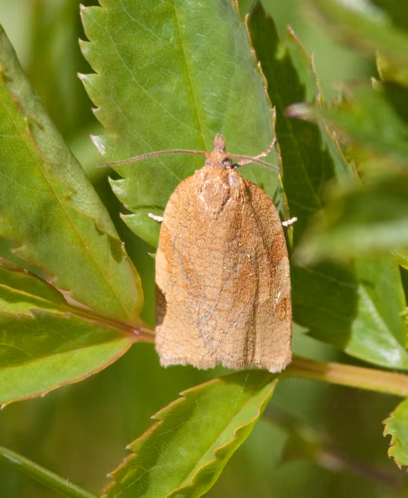 Allen's Tortrix Moth, Adulte