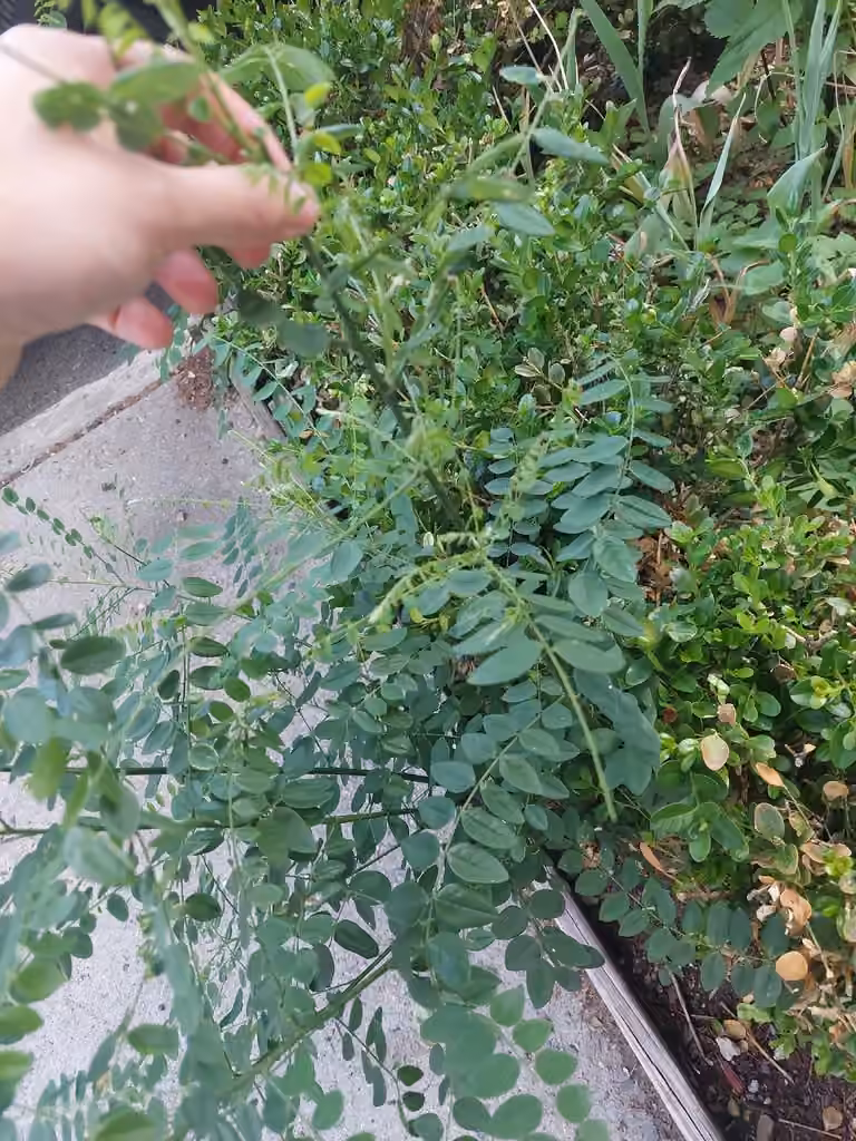 Sophora du Japon, Sans fleurs ni fruits