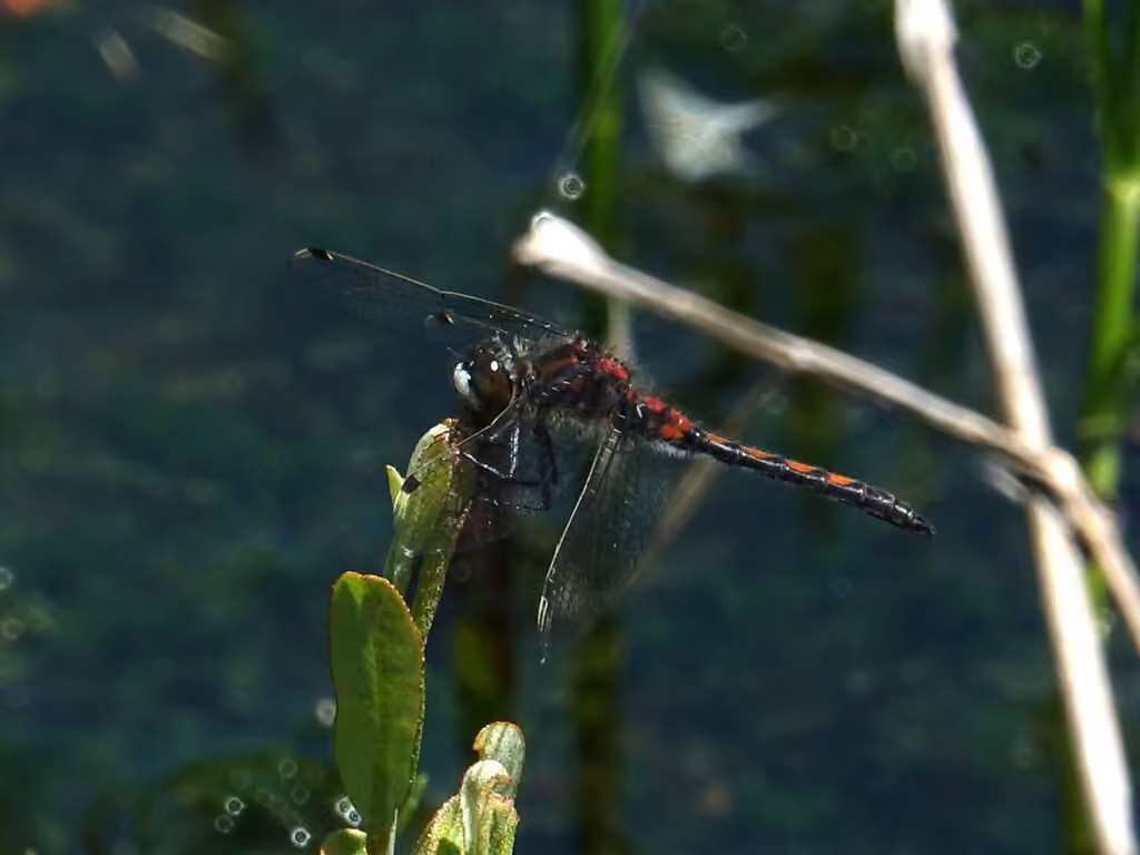 Leucorrhine Hudsonienne, Mâle