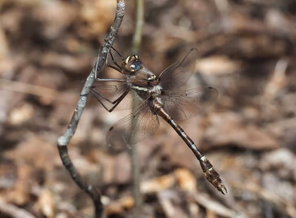 Macromie Brune, Mâle