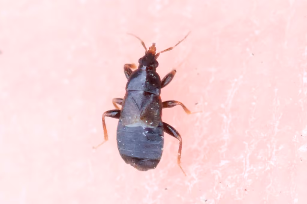 Minute pirate bug