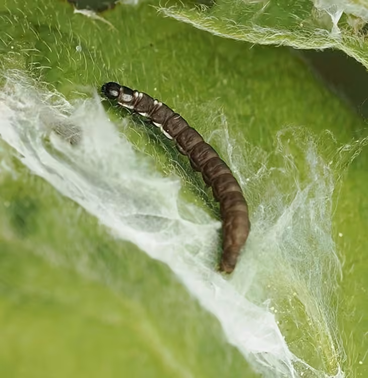 Ten-spotted Honeysuckle Moth, Caterpillar