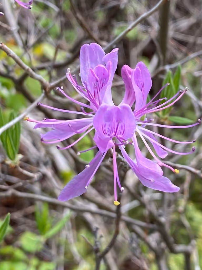 Rhodora, In flower