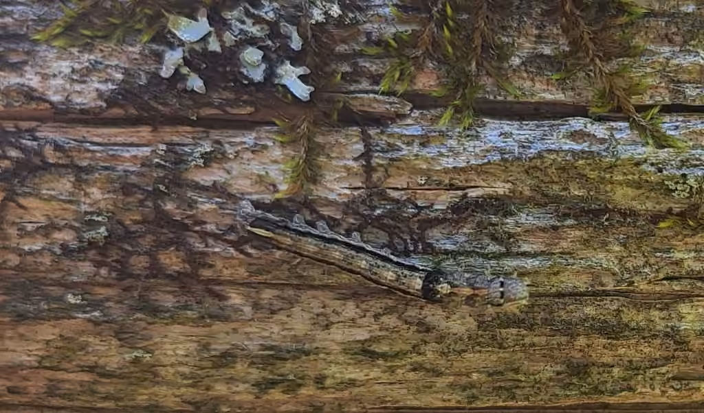 Fringe-tree Sallow, Caterpillar