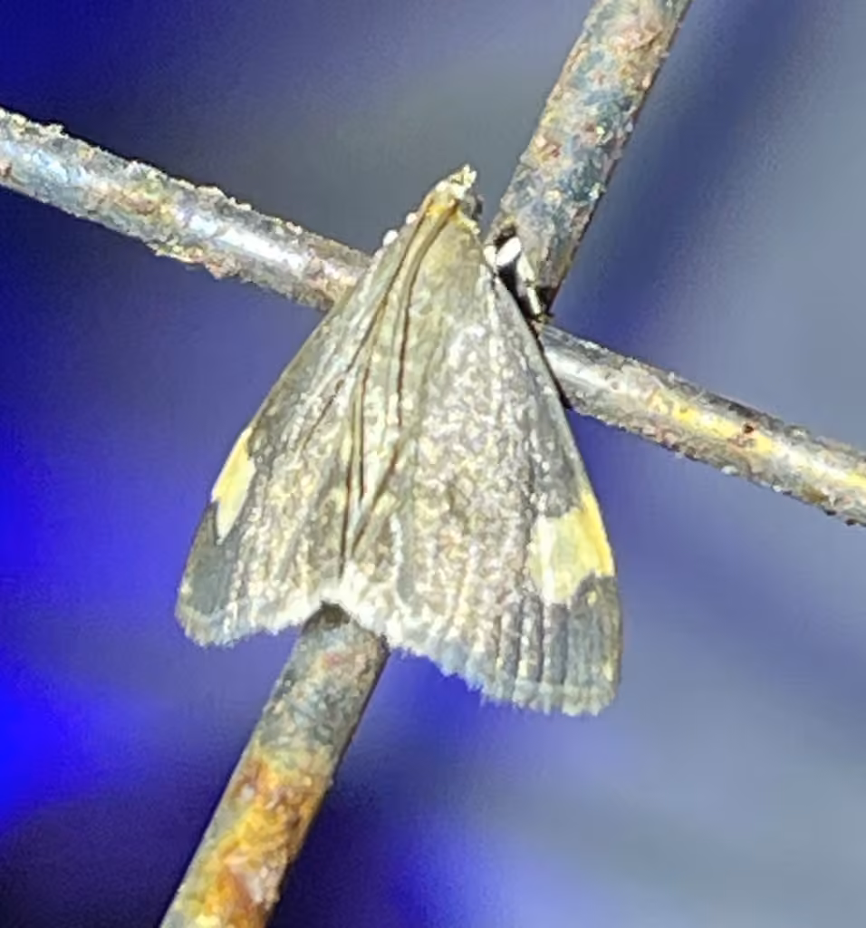 Large-spotted Evergestis Moth, Adult