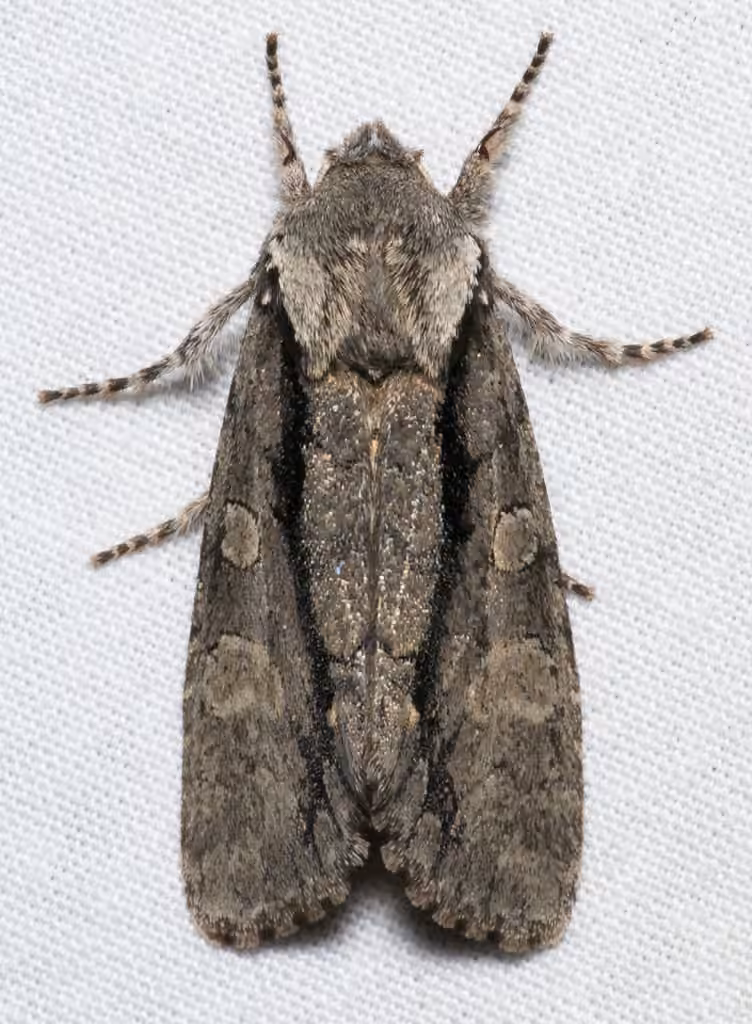 Chosen Sallow, Adult
