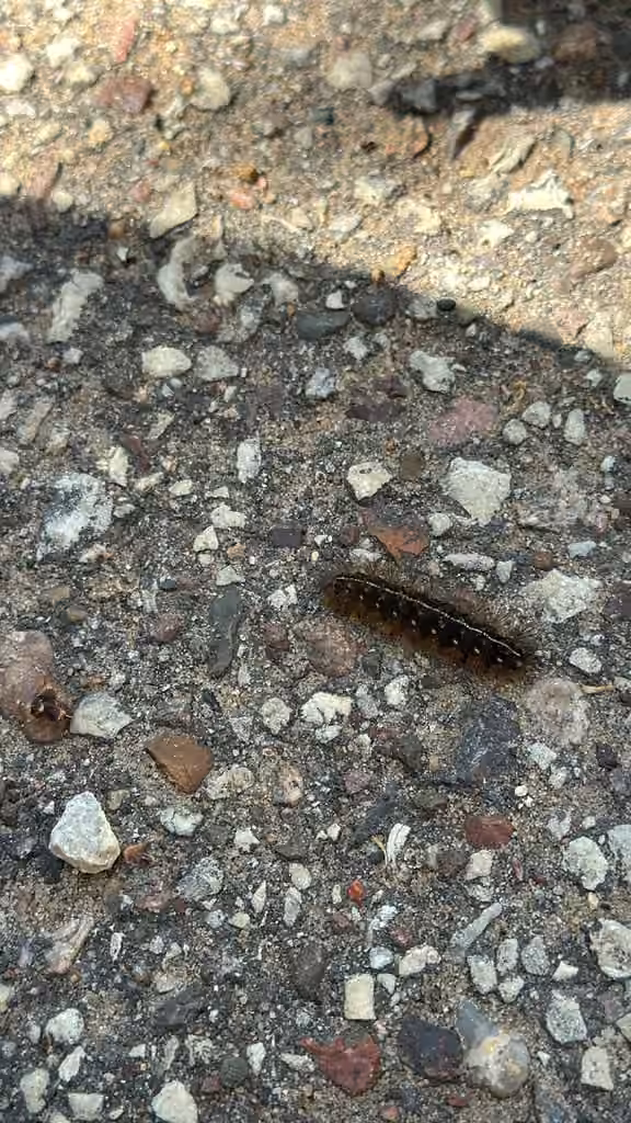 Phyllira Tiger Moth, Larva