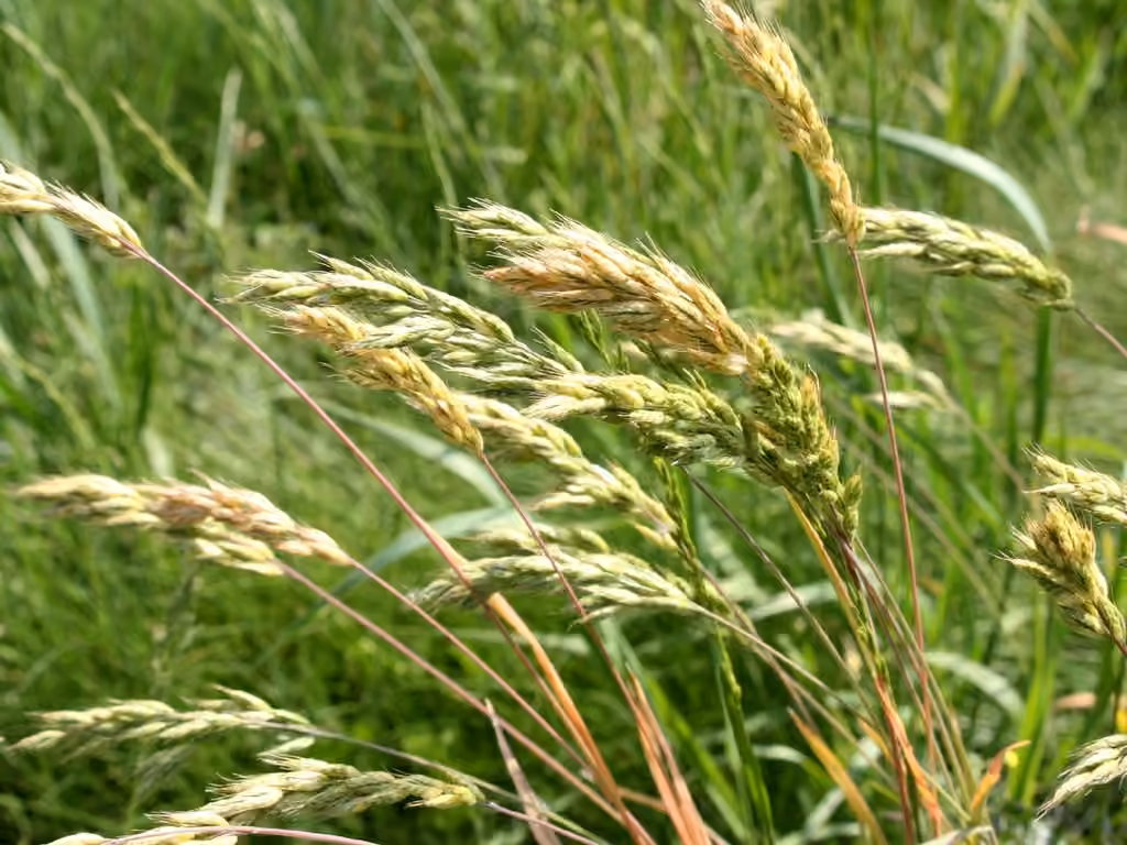 Soft brome, In fruit