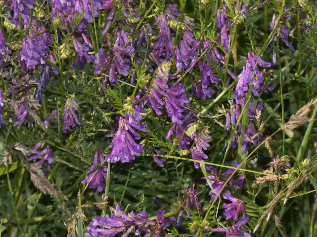 Winter vetch, Flower buds