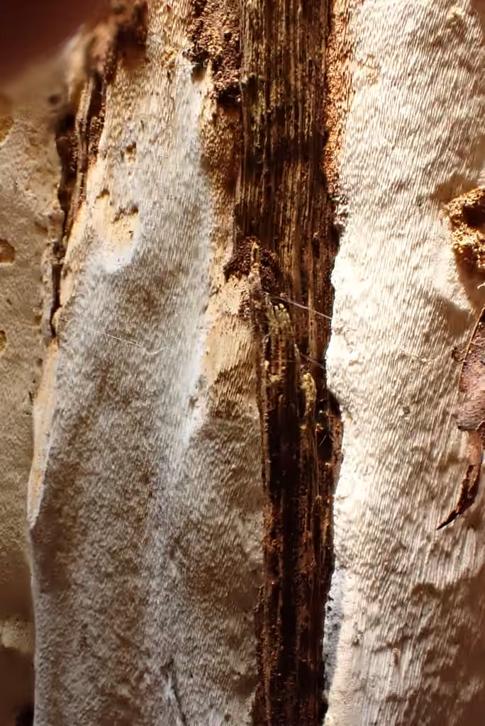 Polypore mie de pain, photo 2 sur 5