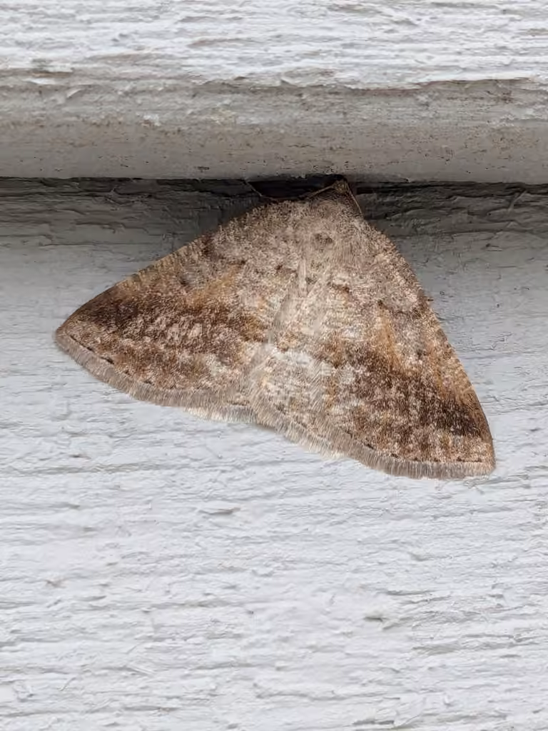 Pale Alder Moth, photo 3 sur 5