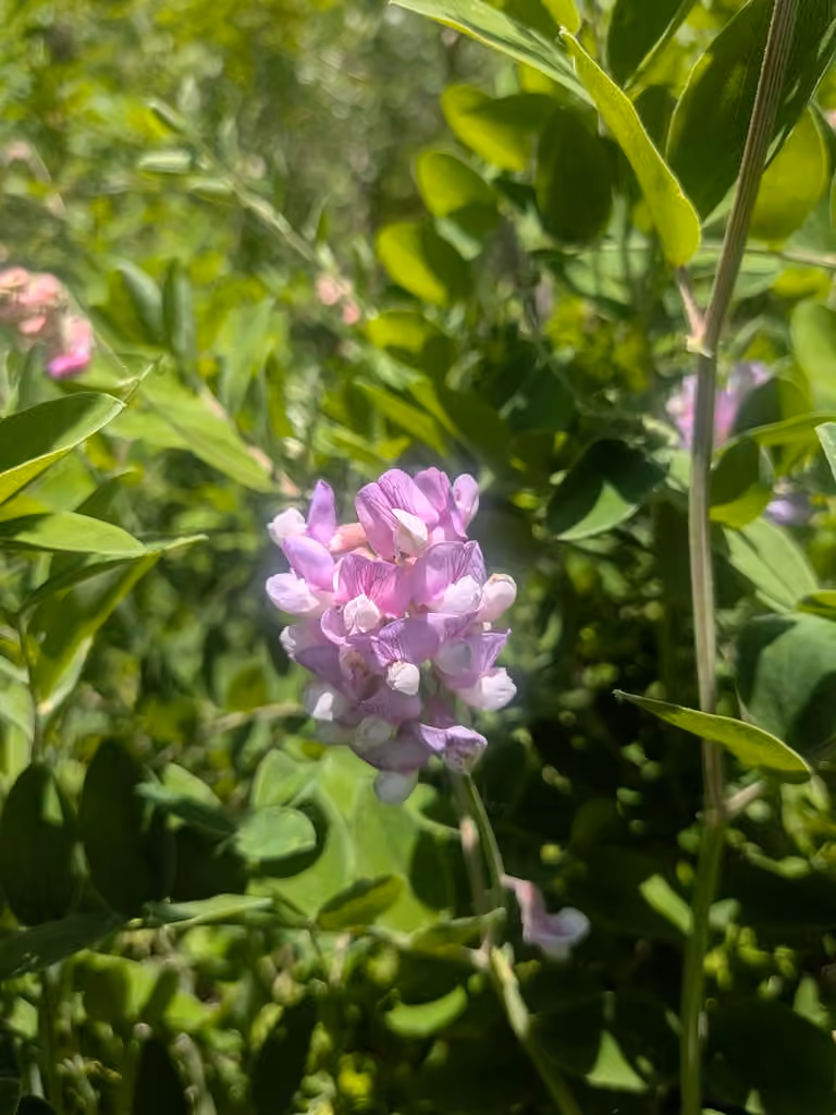 Gesse veinée, En fleurs