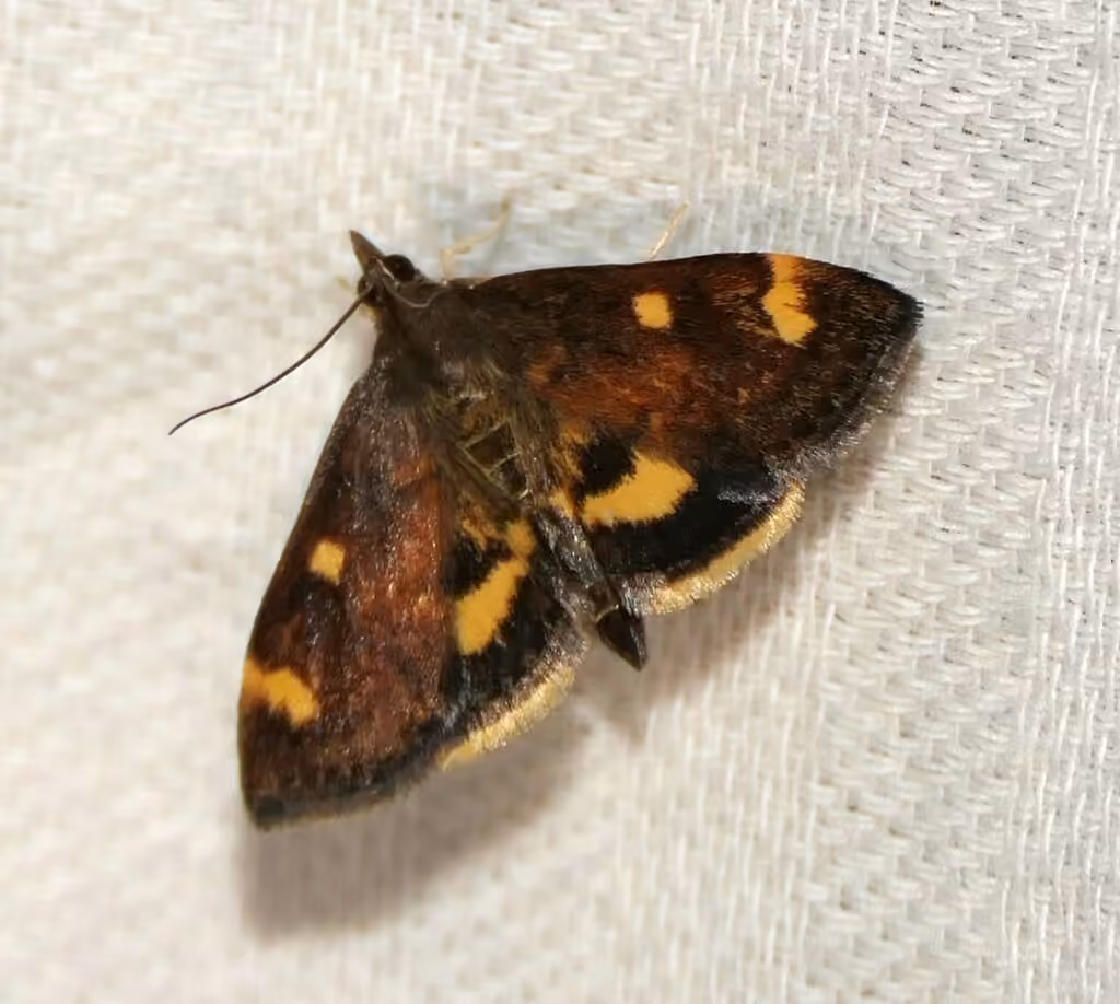 Generous Pyrausta Moth, photo 1 sur 5