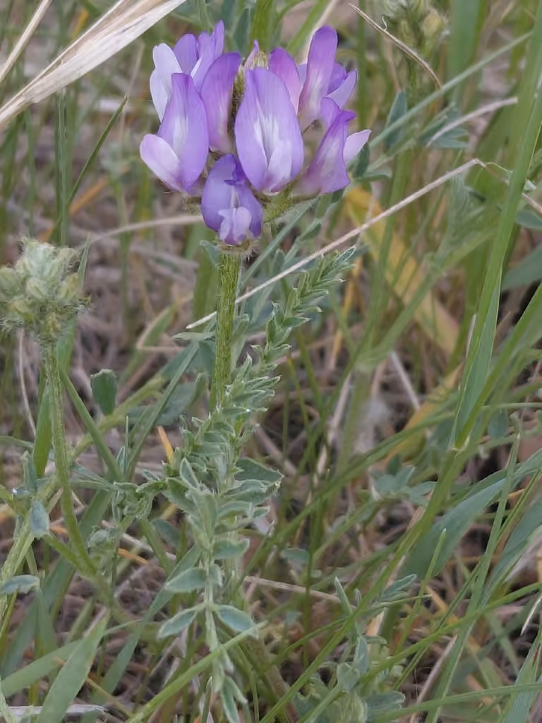 field milkvetch, In flower