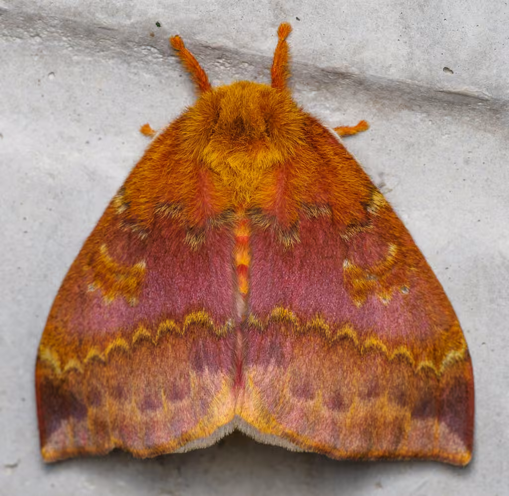 Io Moth, Female