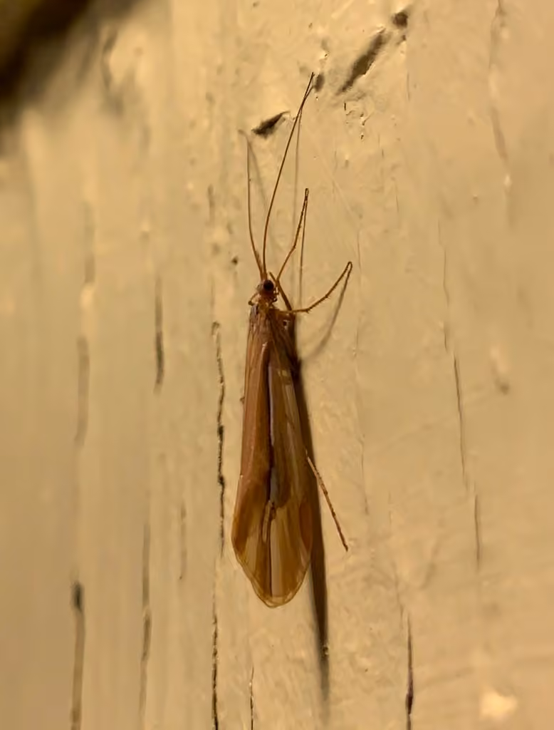 Subboreal Northern Caddisfly, photo 2 of 5