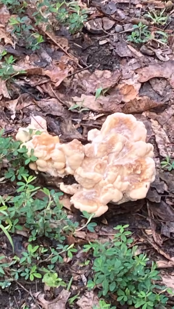Black-staining Polypore, photo 3 of 5