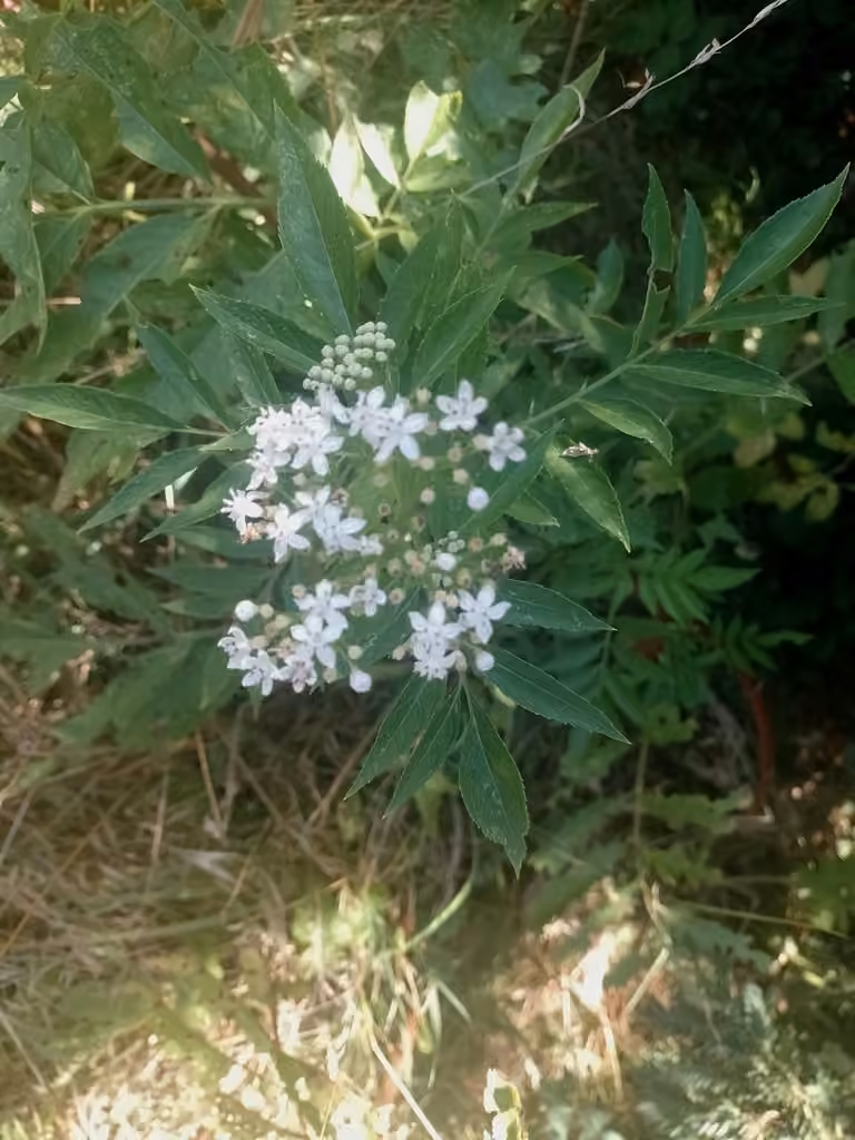 Sureau yèble, En fleurs