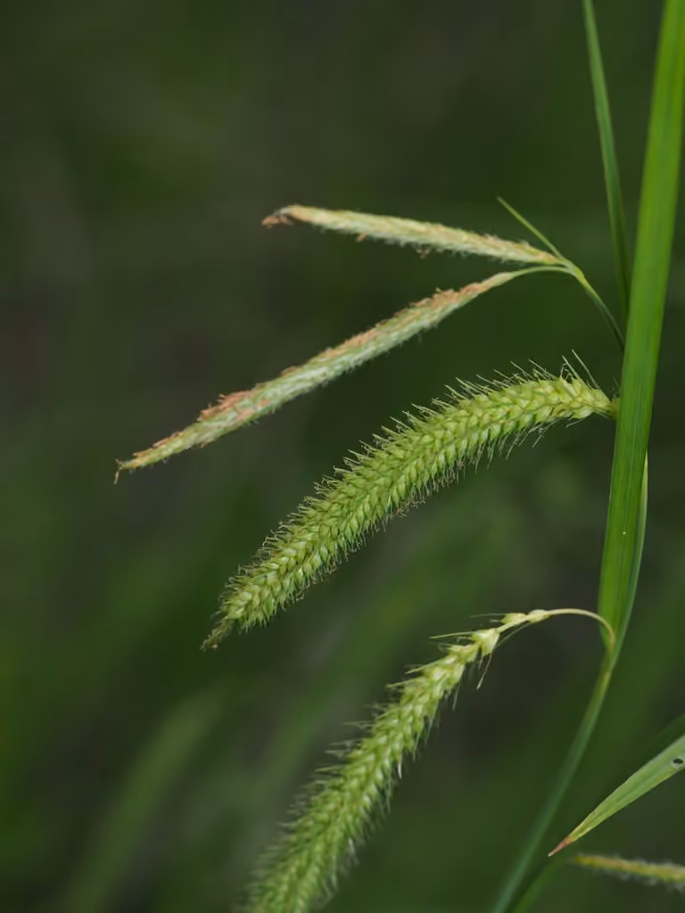 Carex gynandre, En fleurs