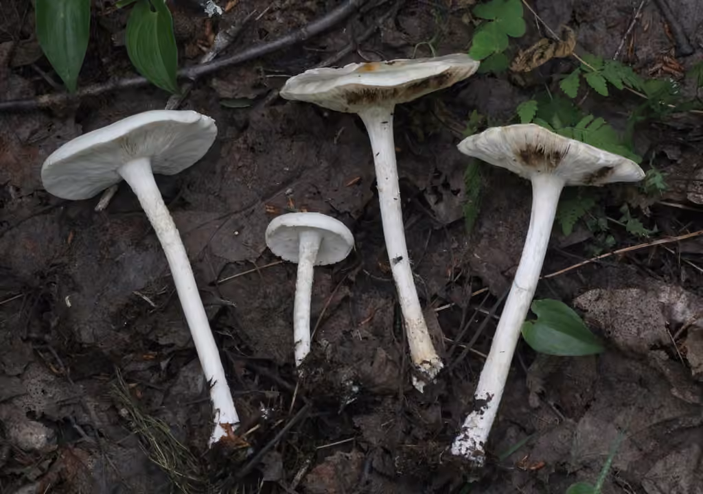 Melanoleuca strictipes, photo 1 sur 5