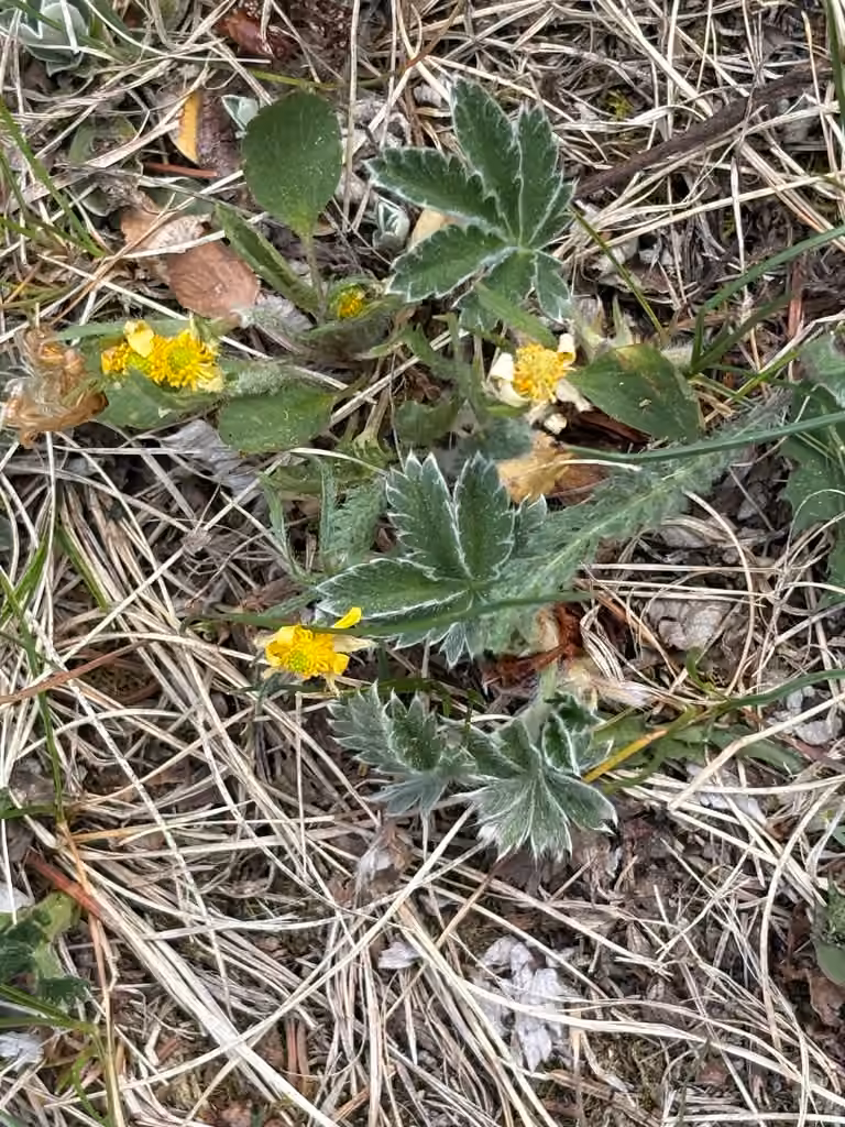 Potentille gracieuse, En fleurs
