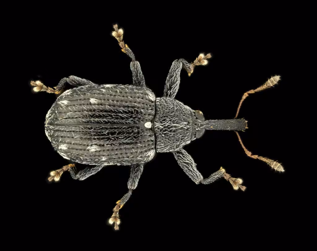 Sutured Weevil, Adult
