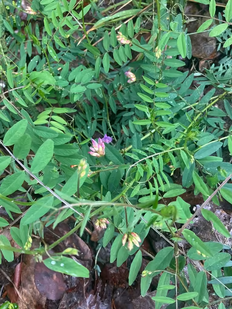 American vetch, In flower