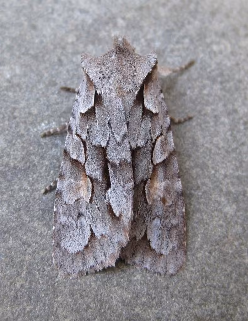 Thaxter's Pinion, Adulte