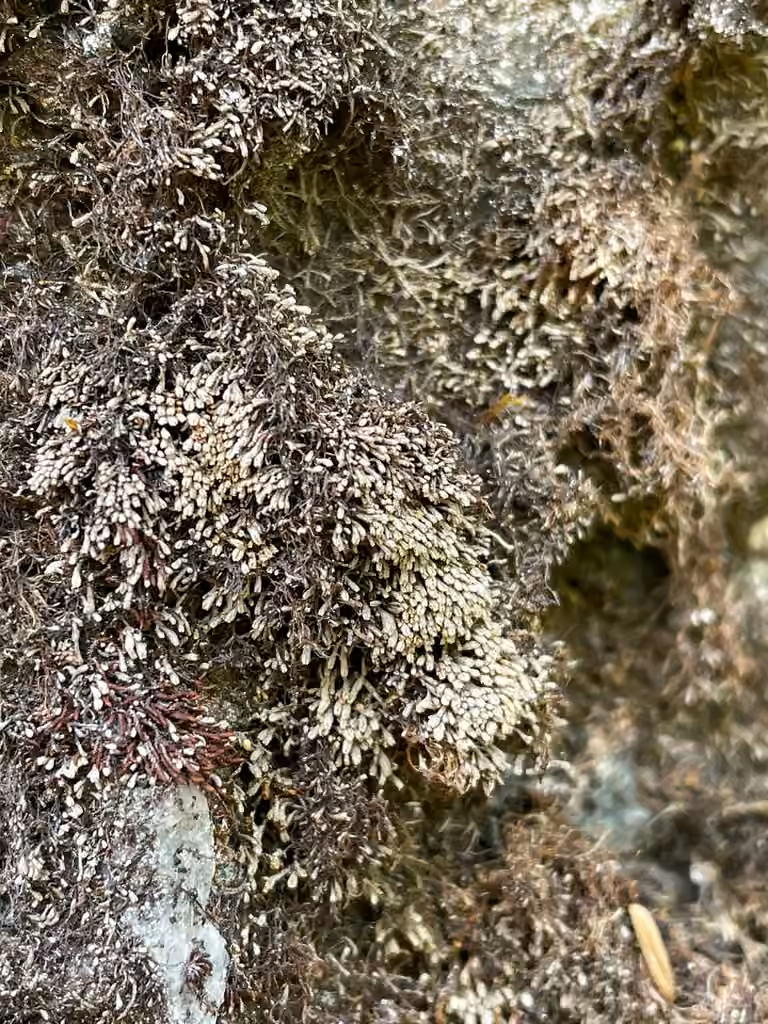 White Frostwort, photo 3 of 5