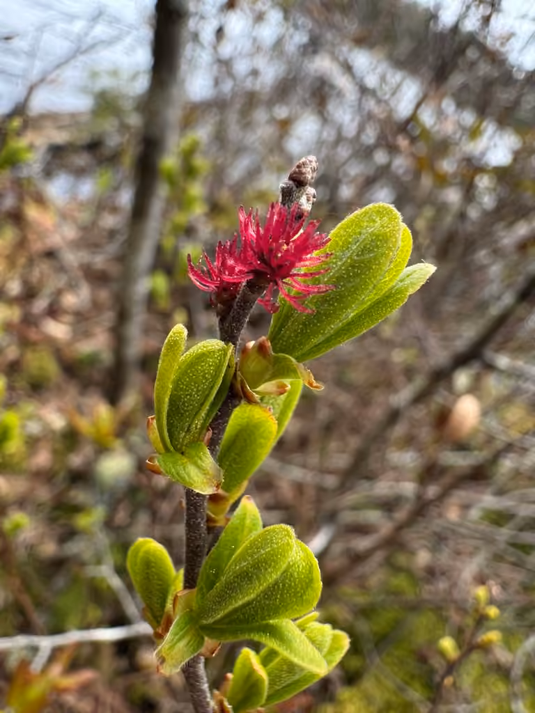 Myrique baumier, En fleurs