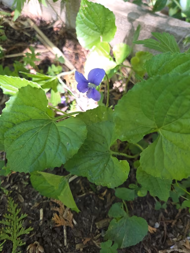 Common blue violet, In flower