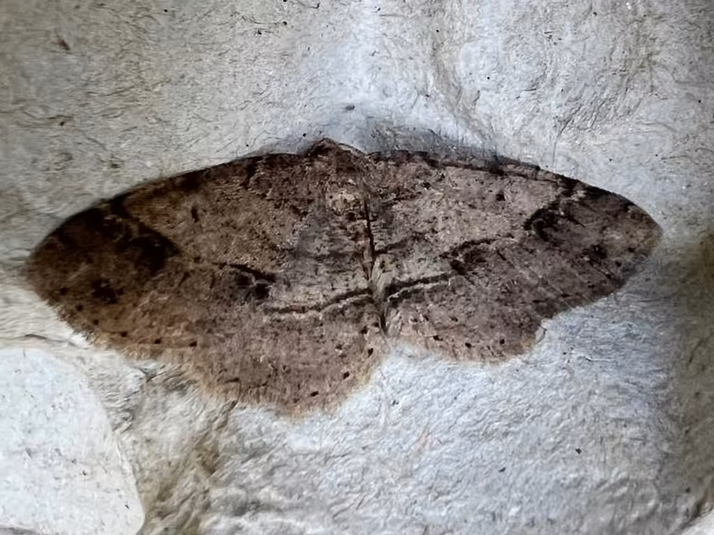 Signate Melanolophia Moth, Male