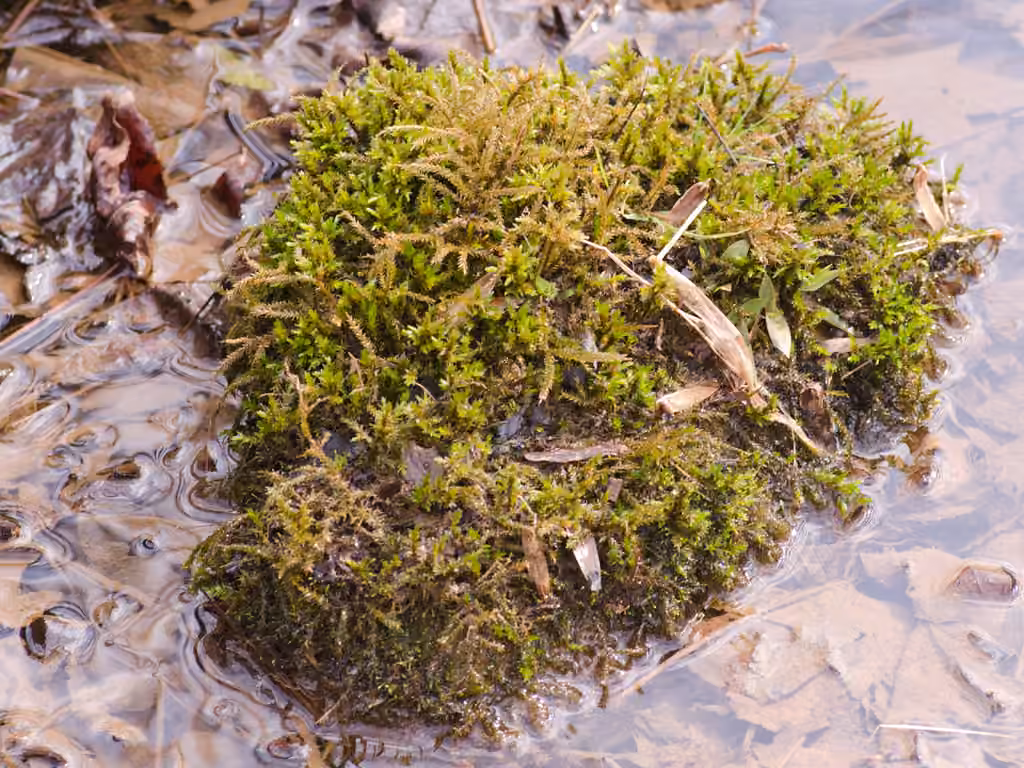 American climacium moss, photo 2 of 5