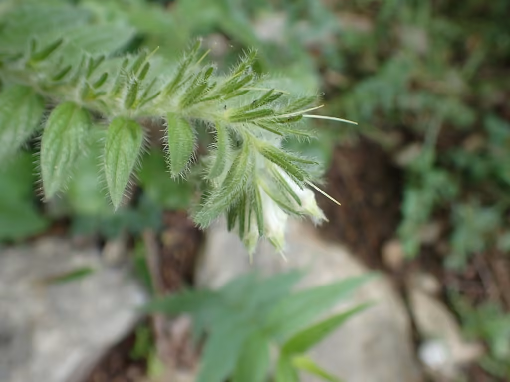Eastern prairie marbleseed, In flower