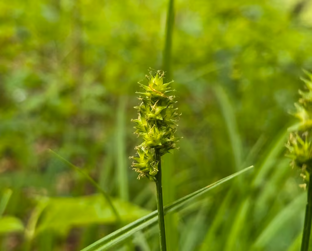 Carex céphaloïde, En fleurs