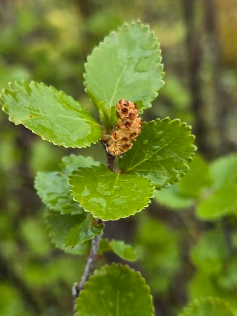 Resin birch, In flower