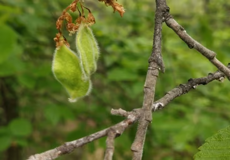 Cork elm, In fruit