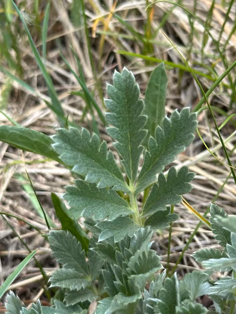 Potentille de Hipp, Sans fleurs ni fruits