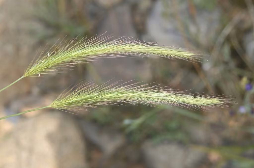 Meadow barley, In flower