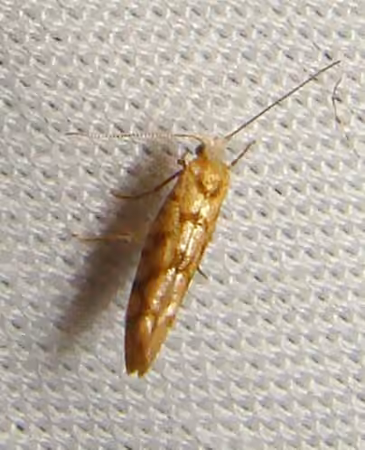 Juniper Seed Moth, Adult