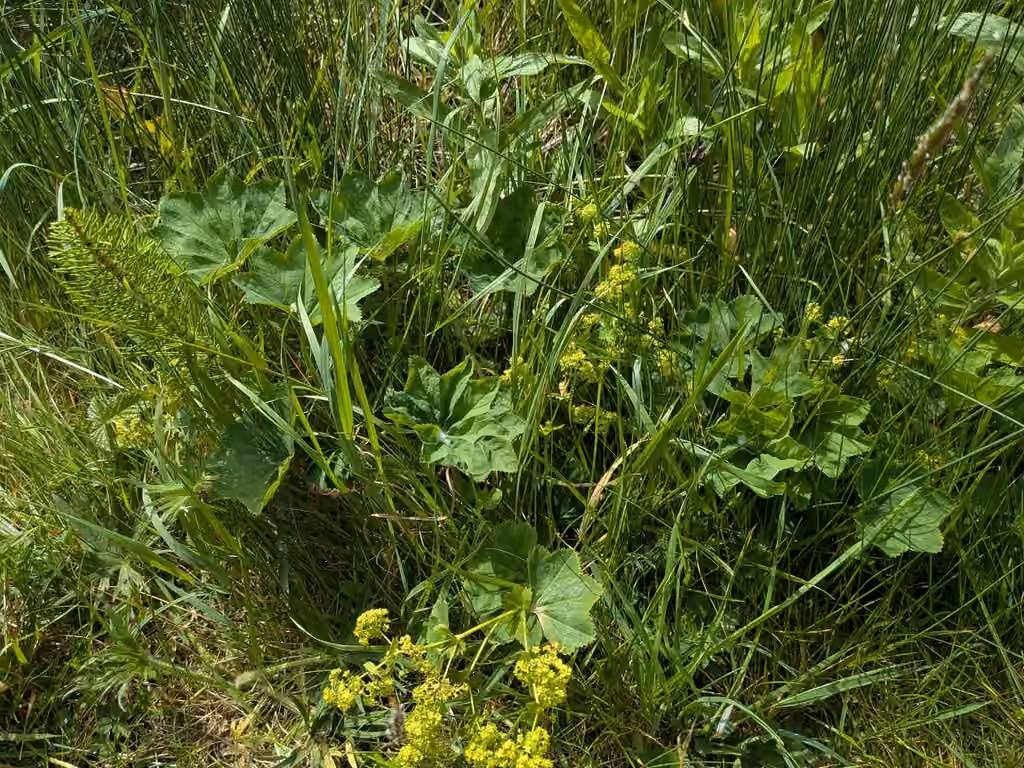 Alchémille glabre, En fleurs