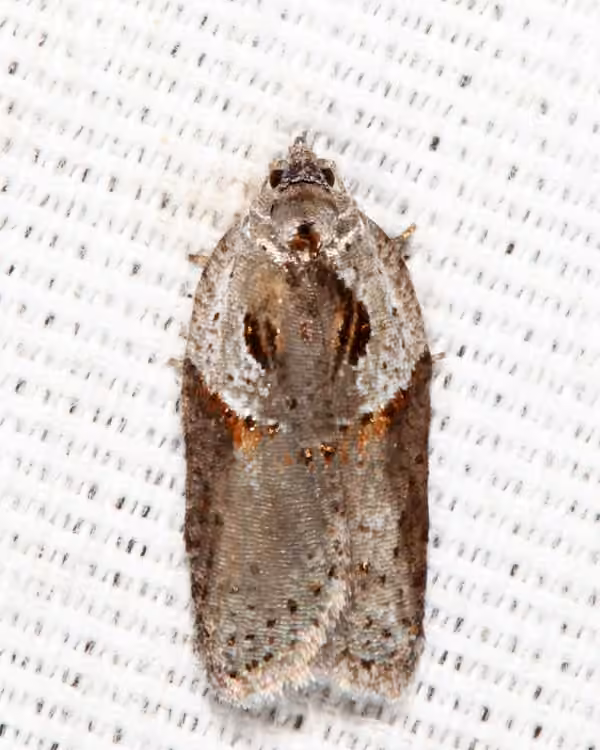 Stained-back Leafroller Moth, Adult