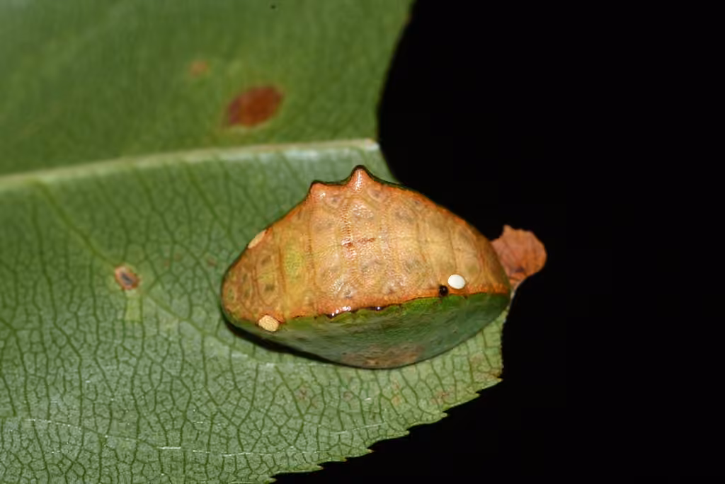 Skiff Moth, Chenille