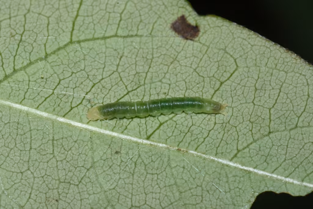 Small Necklace Moth, Caterpillar