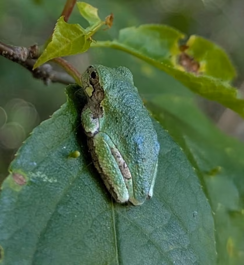 Rainette versicolore, Juvénile
