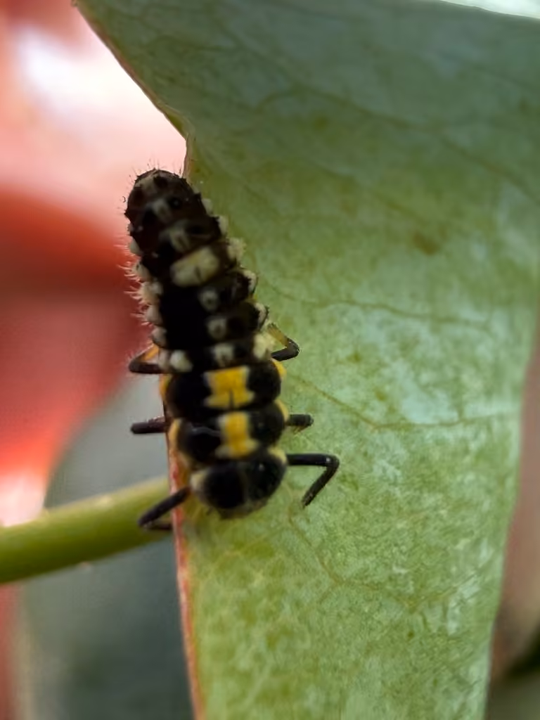 Fourteen-spotted Lady Beetle, Larva