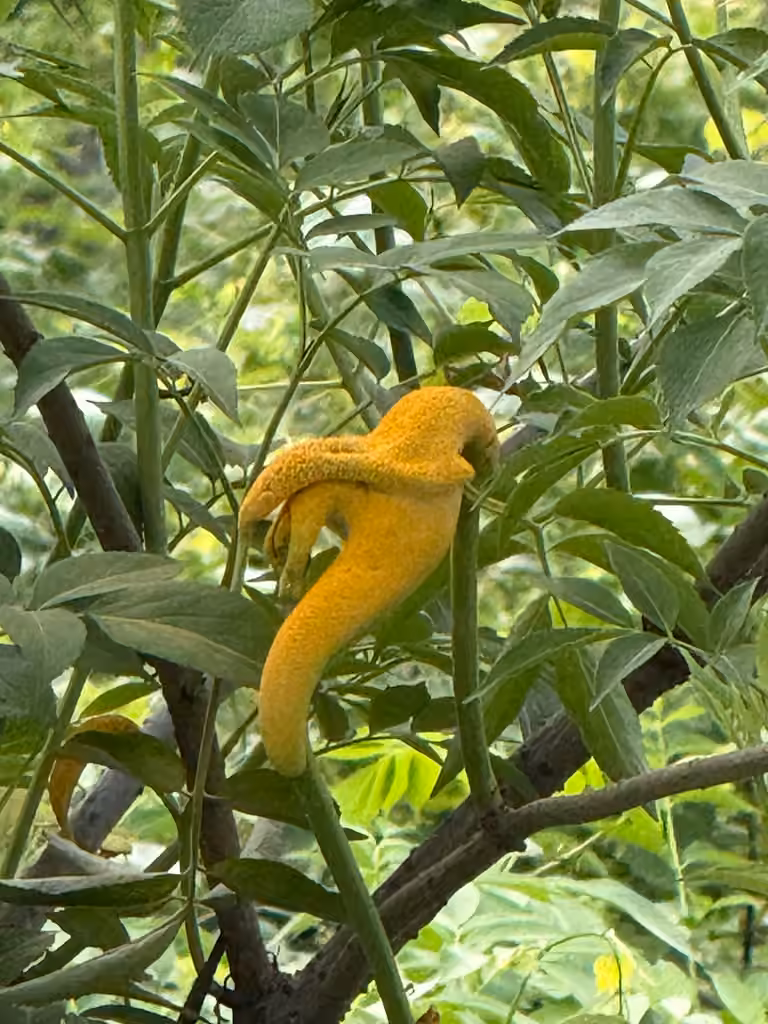 Elderberry Rust, photo 3 of 5