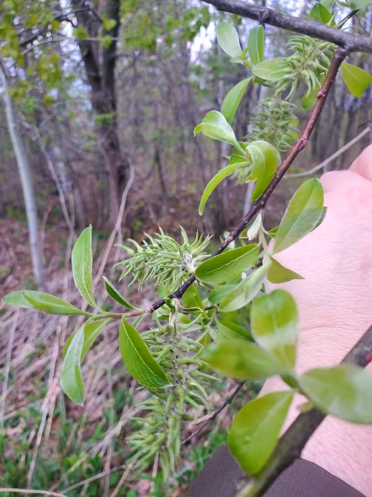Pussy willow, In fruit