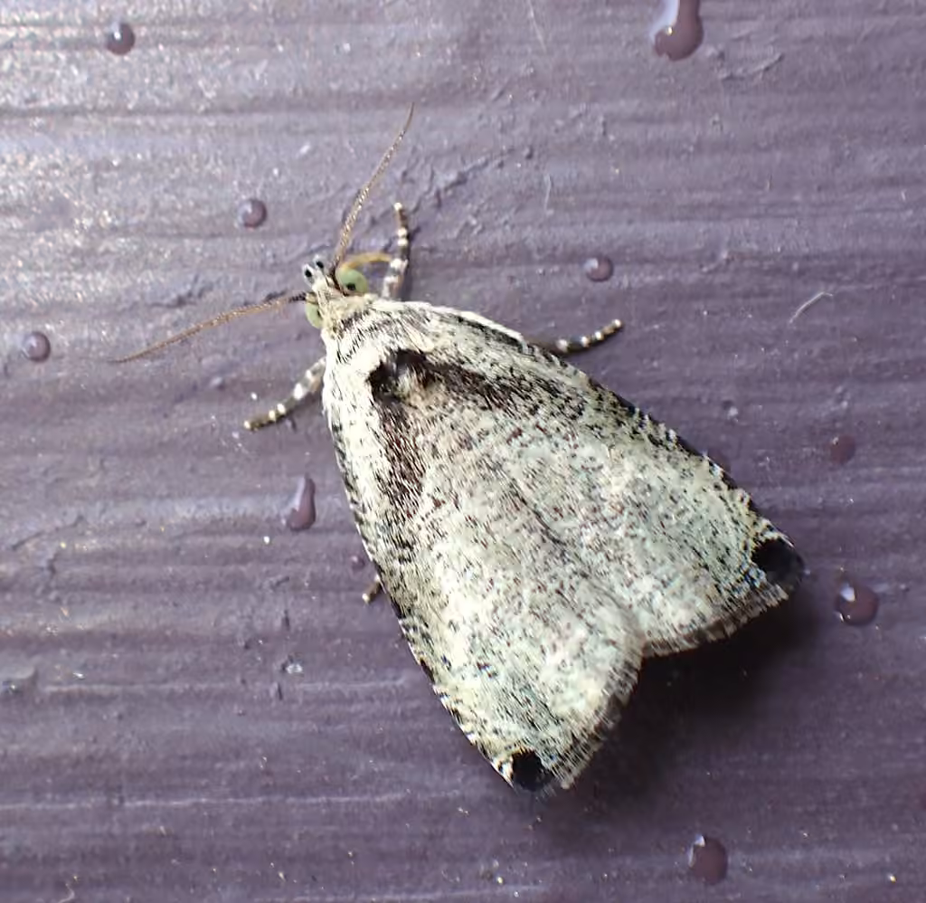 Wretched Olethreutes Moth, Adult