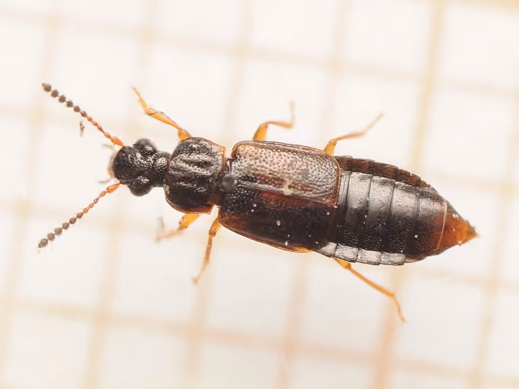 Ocillate rove beetle, Male